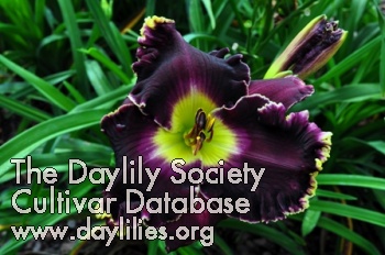 Daylily Raven's Song